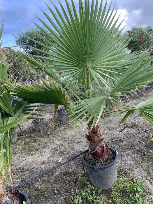 Palmier Washingtonia Robusta