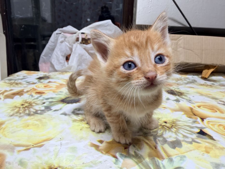 Отдам котят в добрые руки