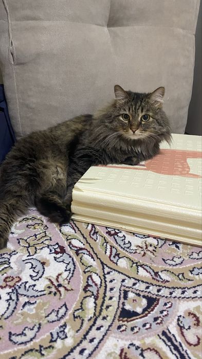 Кот в хорошие руки