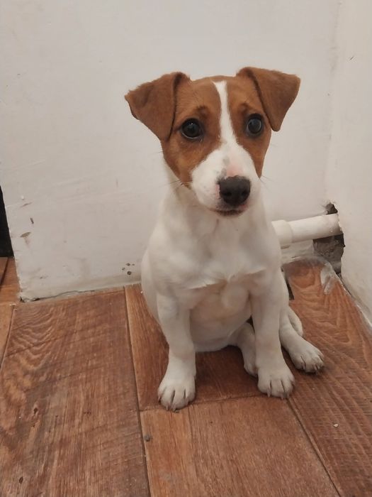 Животный собаки с