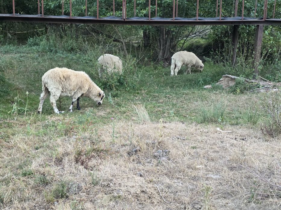 Vand oi și capre