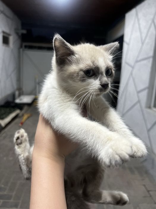 кошка девочка мм