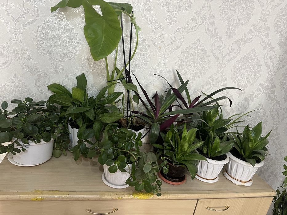 Комнатные цветы средние горшки