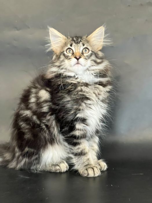 Норвежский лесной котенок, питомник Great Empire