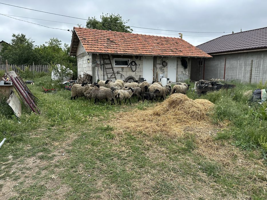 Vand 1 berbec romanov