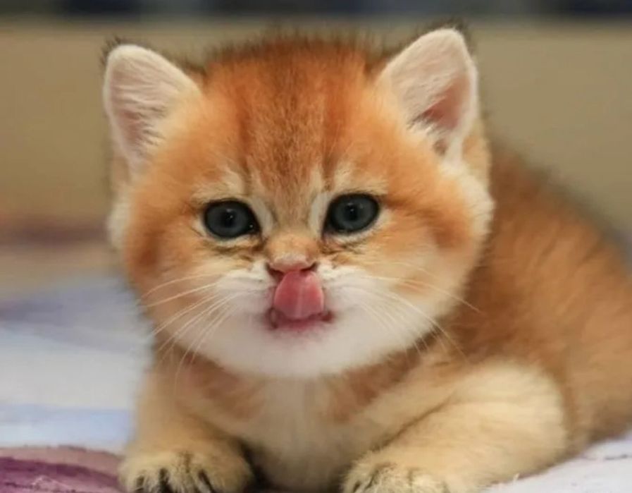 Британский Шиншилла  nu 11, 12 мальчик и девочка.