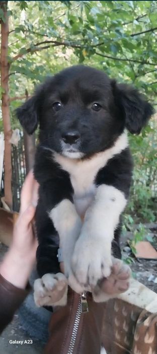Отдам  щенка в добрые руки
