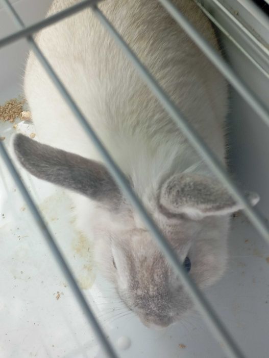 Кролик домашний декоративный