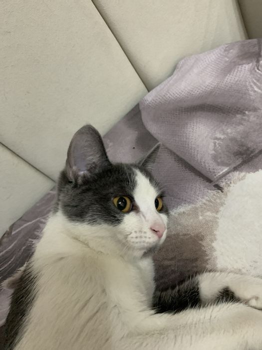 ОБАЛДЕННАЯ кошка ищет дом