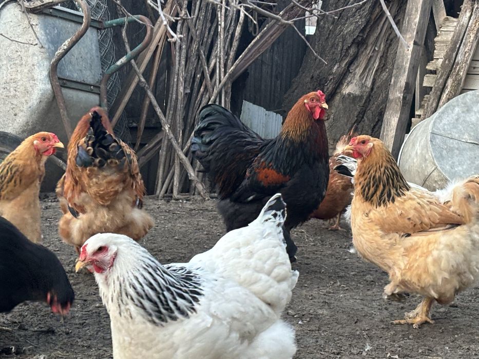 Gaini si cocosi brahma