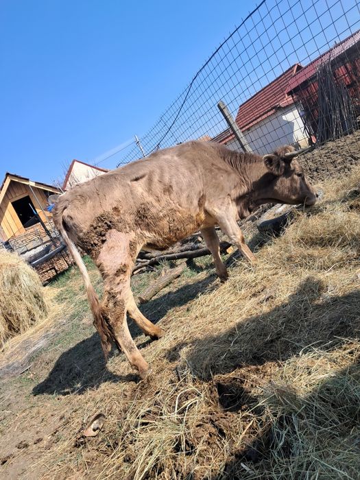 Vând juninca prima fătare gestanta an 4 lunii