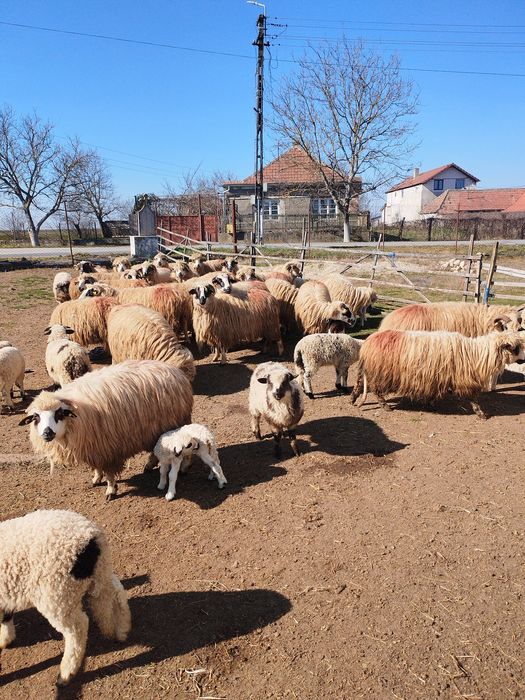Oi tinere cu miel, de vanzare