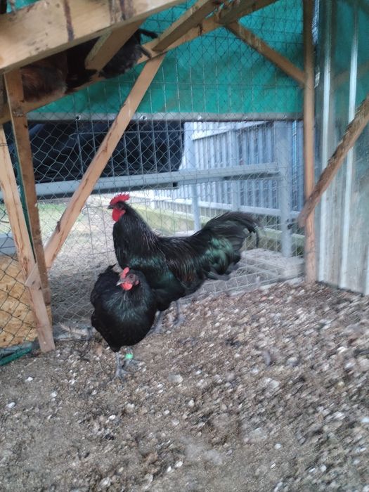 Vand cocosi Australorb negru