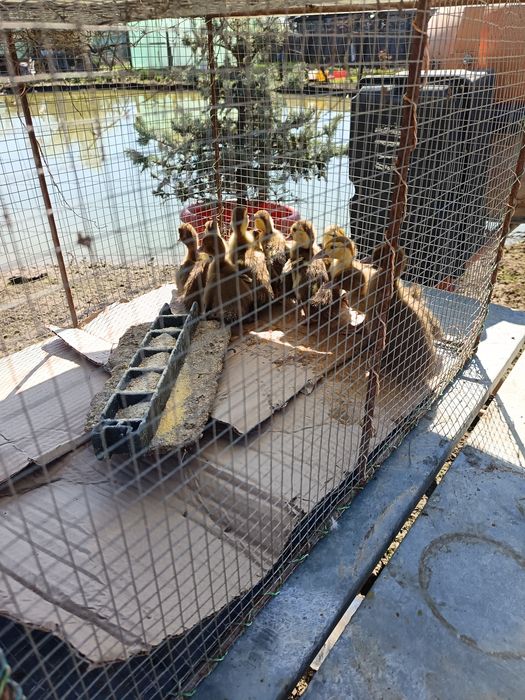 Boboci rața ciocolatie