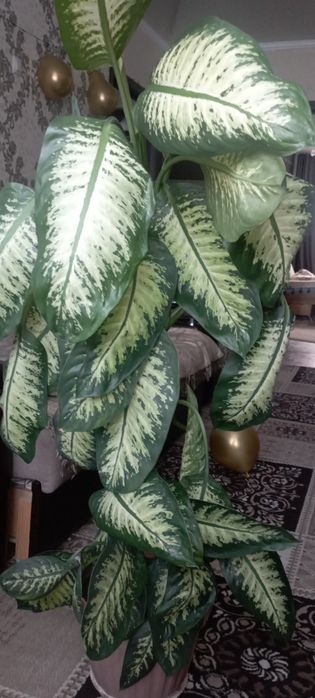 Продаю диффенбахию