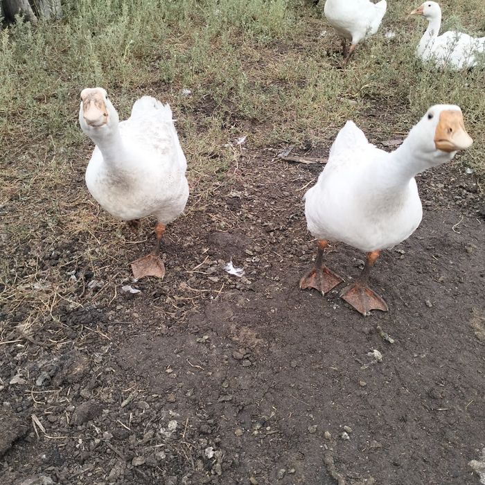 Продам гусят линда