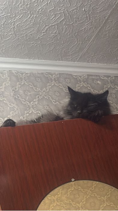 Отдам даром Сибирскую кошку