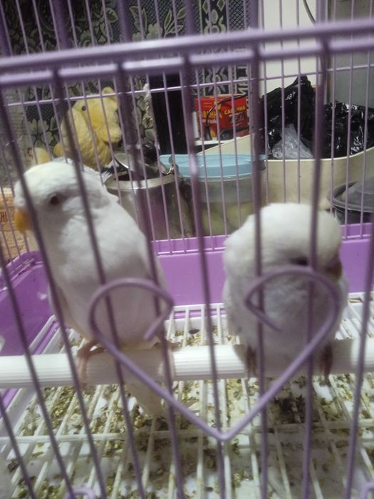 Продам попугаев с клеткой