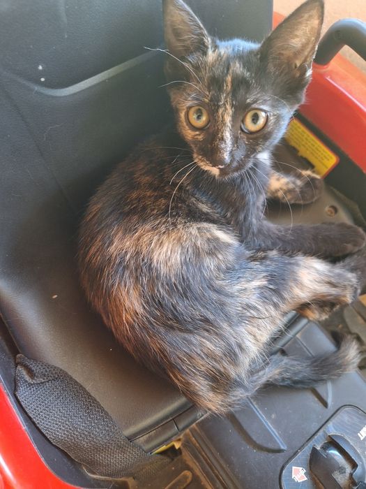 Pisicuțe adoptie
