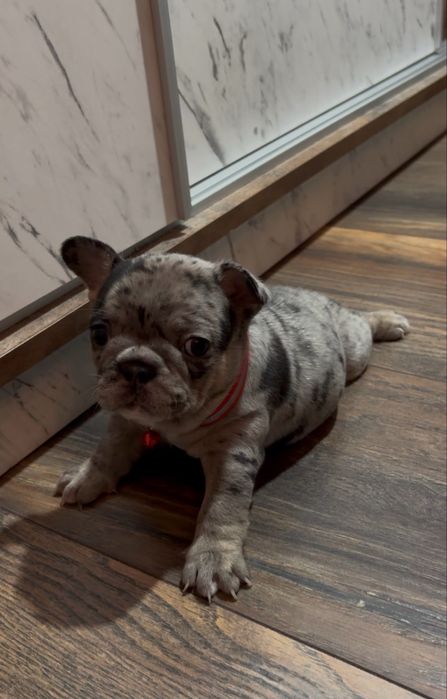Френски булдог , марле .