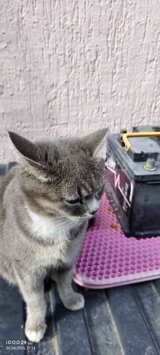 Отдам кошку в добрые руки