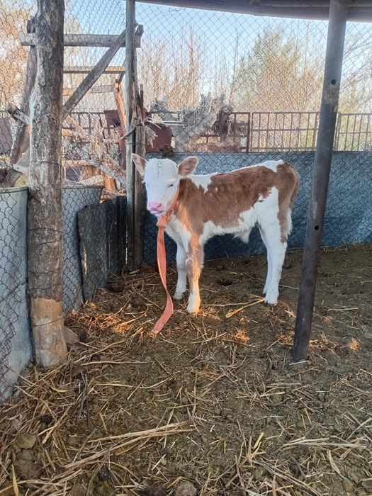 Бузау сатам еркек
