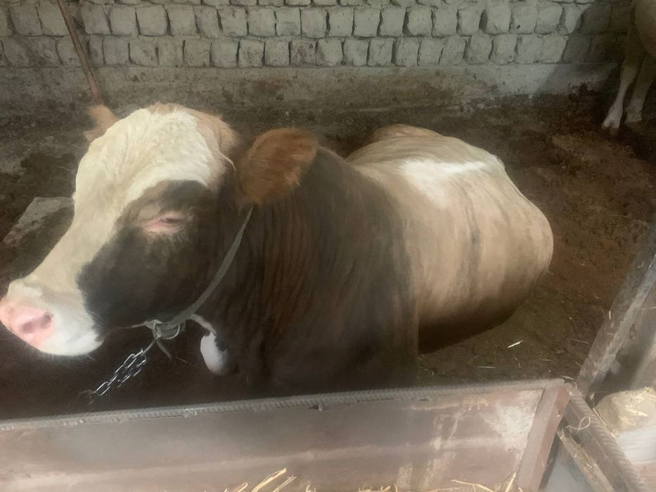 Симентал букалар