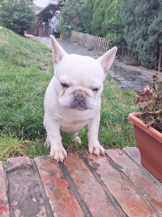 Bulldog francez femela