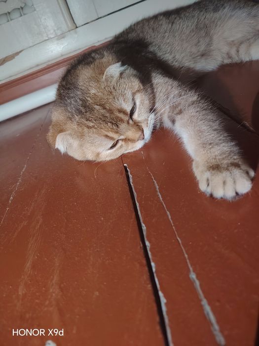 мушук сотилади паспориям бор