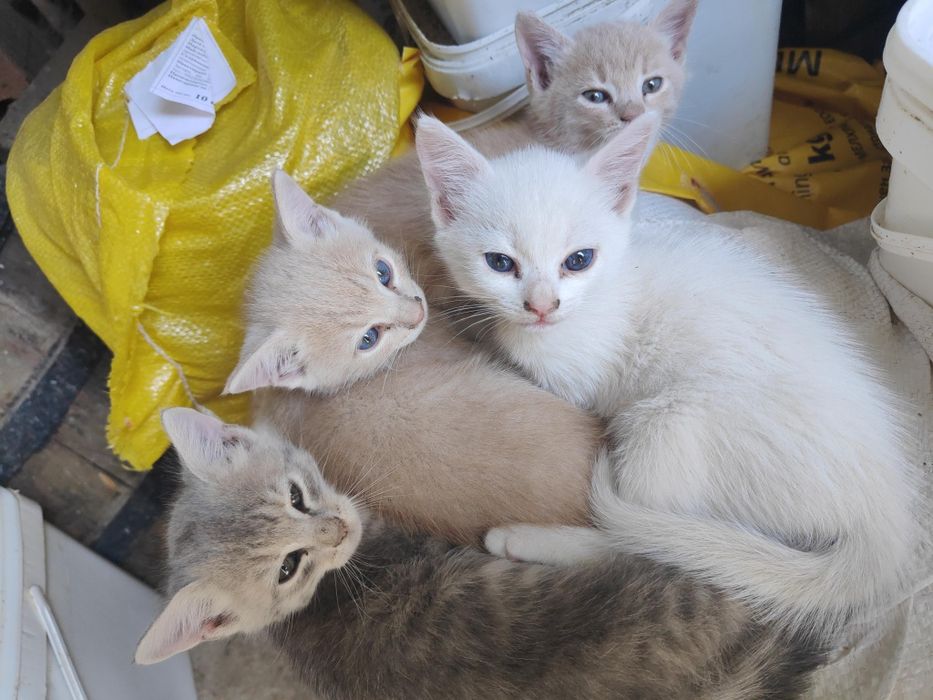 Подарявам малки котенца.