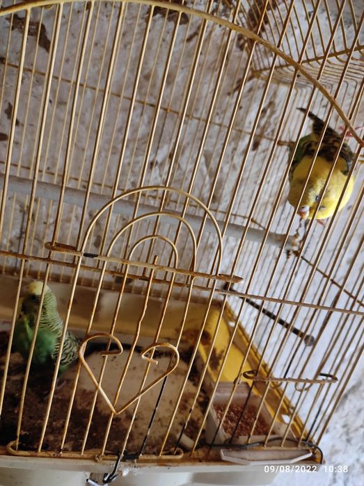 Papugaylar bor sogʻlom