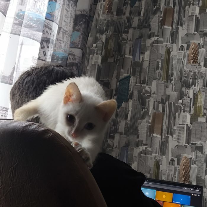 отдам котика мальчика