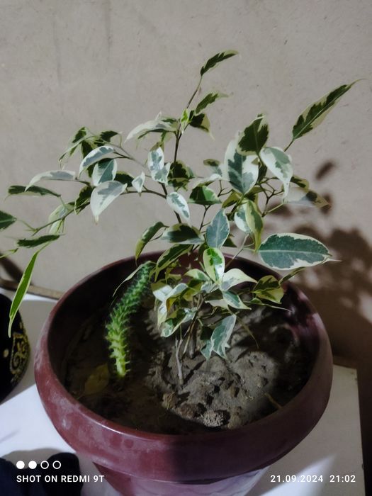 Цветы комнатные разные