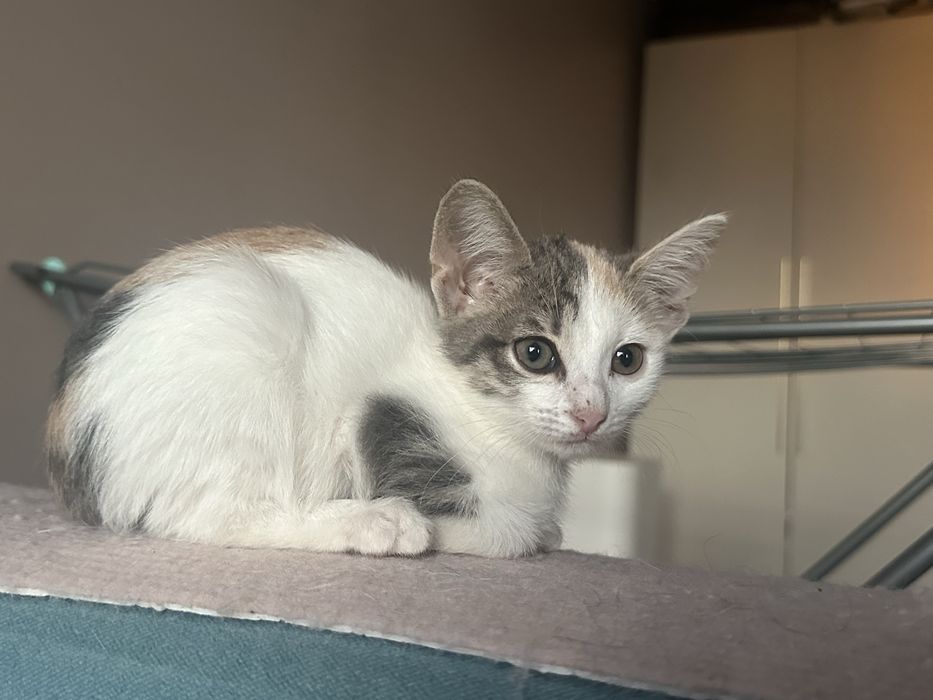 Котята ищут семью