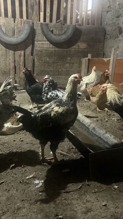 Продам петухов молодыйе