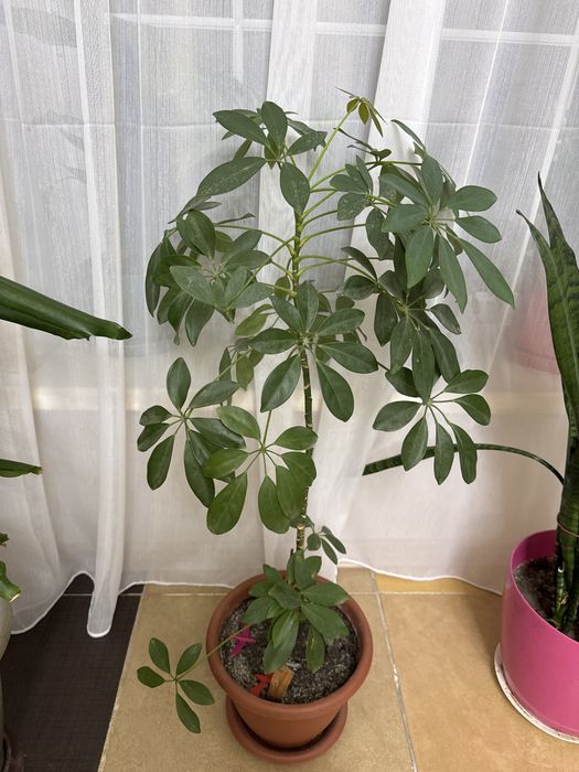 Цветы комнатные растения