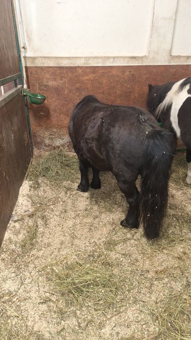 Vând un ponei de șase ani foarte cuminte învățat cu copiii