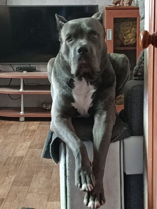 Кане-корсо резерв щенков