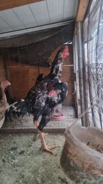 Дакан кораз .дддд