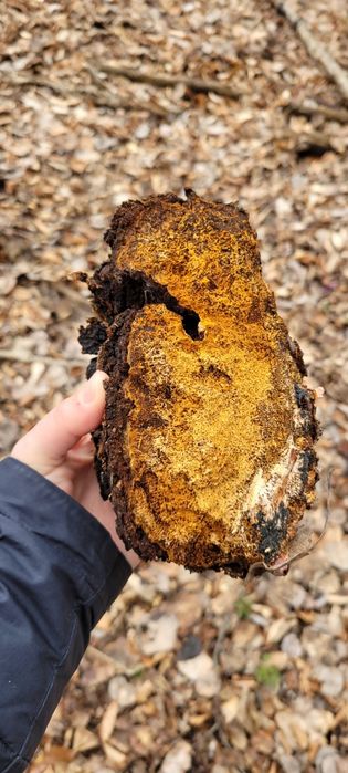 CHAGA - Ciuperca medicinala - PROASPATA