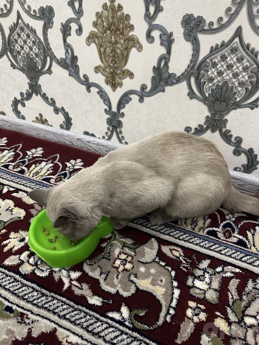 Hadyaga beriladi!