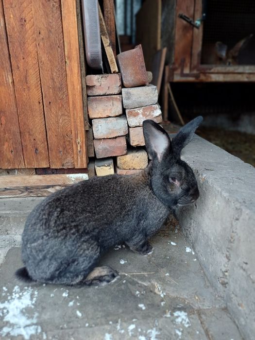 Рабочий крол 12000 тг.