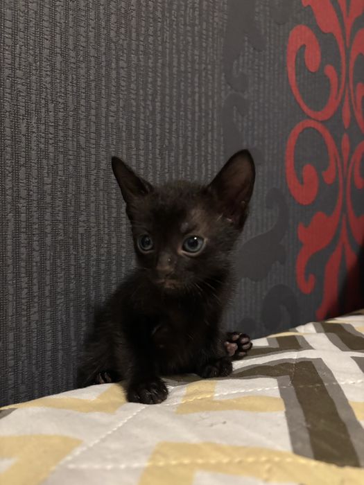 Котенца на 1 месец