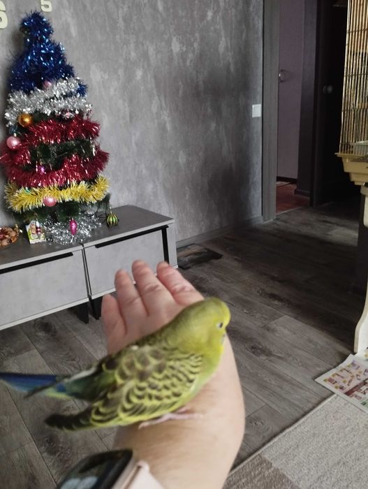 Птенец волнистых попугаев.