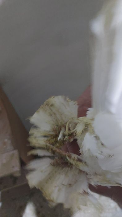 Голуби белый самка кептер