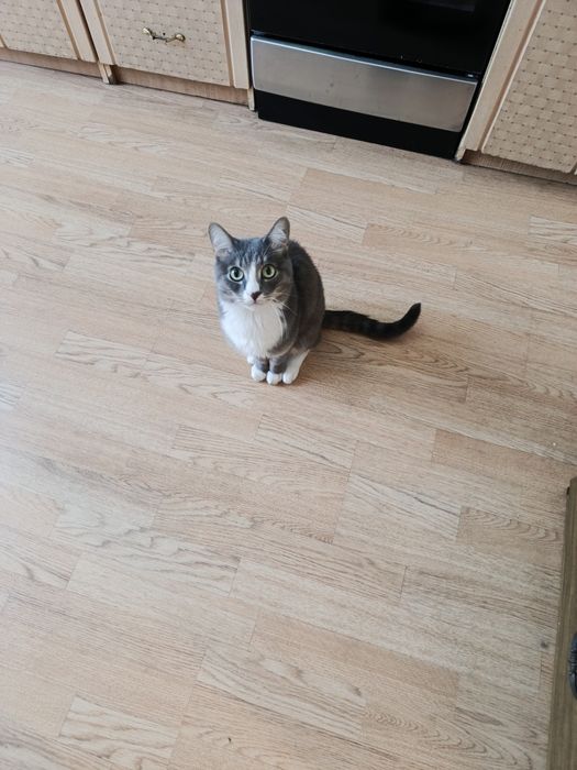 Отдам кота в хорошие руки.