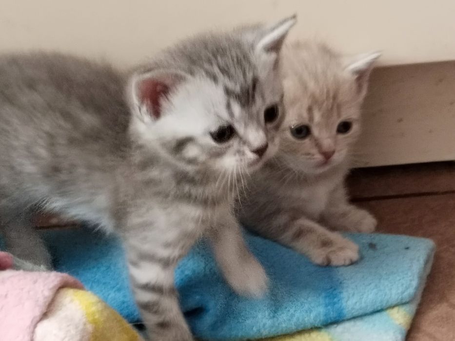 Чистокровные британцы ,  готовые переезду красивые