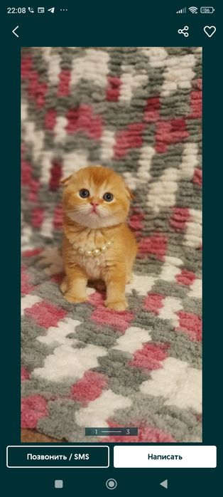 Котята чистокровные мимишки