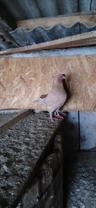 Vand porumbei voiajori