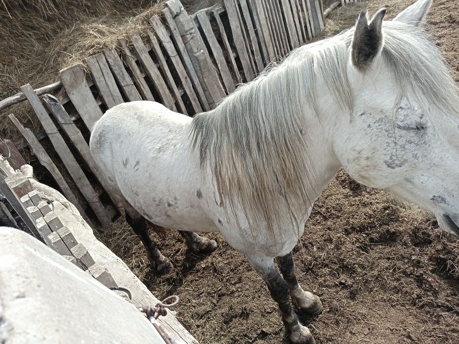 Продам жеребца, айгыр